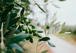 Kunstige oliventræer - ligner den ægte vare til forveksling